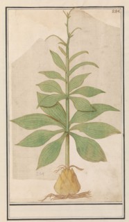 Unknown plant, 1596-1610. Creators: Anselmus de Boodt, Elias Verhulst.