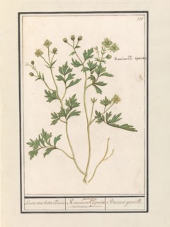 Buttercup (Ranunculus), 1596-1610. Creators: Anselmus de Boodt, Elias Verhulst.