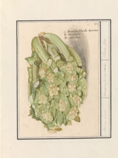 Cauliflower (Brassica oleracea convar. botrytis var. Botrytis), 1596-1610. Creators: Anselmus de Boodt, Elias Verhulst.