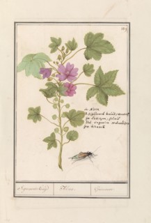 Large mallow (Malva sylvestris), 1596-1610. Creators: Anselmus de Boodt, Elias Verhulst.