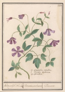 Clematis, 1596-1610. Creators: Anselmus de Boodt, Elias Verhulst.