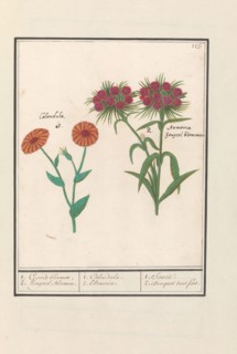 Marigold (Calendula) and Sweet William (Dianthus barbatus), 1596-1610. Creators: Anselmus de Boodt, Elias Verhulst.
