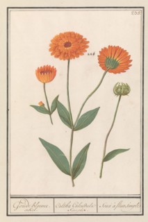 Marigold (Calendula), 1596-1610. Creators: Anselmus de Boodt, Elias Verhulst.