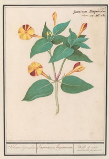 Night Beauty (Mirabilis jalapa), 1596-1610. Creators: Anselmus de Boodt, Elias Verhulst.