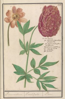 Peony (Paeonia), 1596-1610. Creators: Anselmus de Boodt, Elias Verhulst.