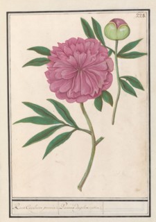 Peony (Paeonia), 1596-1610. Creators: Anselmus de Boodt, Elias Verhulst.