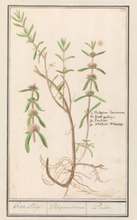 Pennyroyal (Mentha pulegium), 1596-1610. Creators: Anselmus de Boodt, Elias Verhulst.
