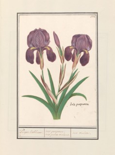 Purple iris (Iris germanica), 1596-1610. Creators: Anselmus de Boodt, Elias Verhulst.