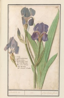 Purple iris (Iris germanica), 1596-1610. Creators: Anselmus de Boodt, Elias Verhulst.