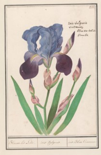 Purple iris (Iris germanica), 1596-1610. Creators: Anselmus de Boodt, Elias Verhulst.