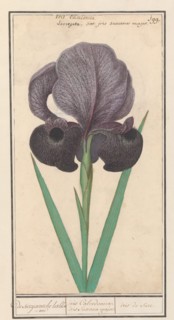 Mourning iris (Iris susiana), 1596-1610. Creators: Anselmus de Boodt, Elias Verhulst.