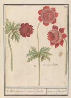 Peony (Paeonia) and Anemone (Anemone), 1596-1610. Creators: Anselmus de Boodt, Elias Verhulst.