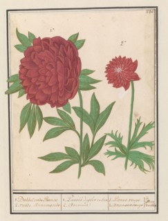 Peony (Paeonia) and Anemone (Anemone), 1596-1610. Creators: Anselmus de Boodt, Elias Verhulst.