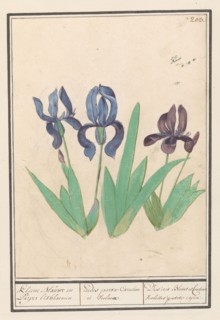Blue and purple irises (Iris germanica), 1596-1610. Creators: Anselmus de Boodt, Elias Verhulst.