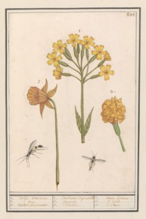 Narcis (Narcissus), Golden primrose  (Primula veris) and Tagetes (African marigold), 1596-1610.  Creators: Anselmus de Boodt, Elias Verhulst.