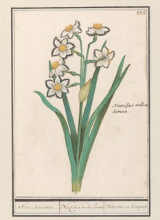 Spray Daffodil (Narcissus), 1596-1610. Creators: Anselmus de Boodt, Elias Verhulst.