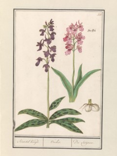 Orchid (Orchidaceae), 1596-1610. Creators: Anselmus de Boodt, Elias Verhulst.