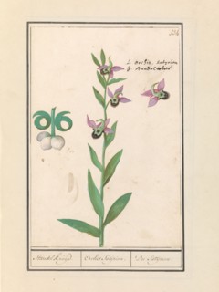 Laughing Bumblebee Orchid (Ophrys bombyliflora) and anemonen (Anemone), 1596-1610. Creators: Anselmus de Boodt, Elias Verhulst.