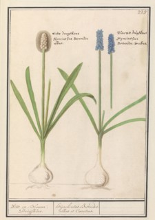 Grape hyacinths (Muscari botryoides), 1596-1610. Creators: Anselmus de Boodt, Elias Verhulst.