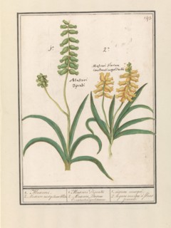 Grape Hyacinth (Muscari), 1596-1610. Creators: Anselmus de Boodt, Elias Verhulst.