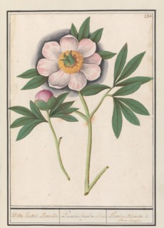 Peony (Paeonia), 1596-1610. Creators: Anselmus de Boodt, Elias Verhulst.