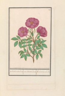 Wild Rose (Rosa), 1596-1610. Creators: Anselmus de Boodt, Elias Verhulst.
