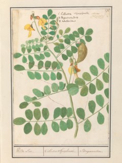 Lentil (Lens culinaris), 1596-1610. Creators: Anselmus de Boodt, Elias Verhulst.