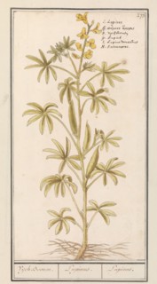 Lupin (Lupinus), 1596-1610. Creators: Anselmus de Boodt, Elias Verhulst.