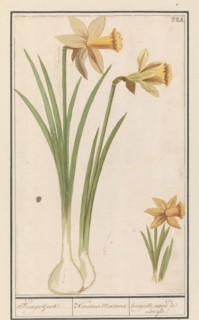 Wild daffodil (Narcissus pseudonarcissus), 1596-1610. Creators: Anselmus de Boodt, Elias Verhulst.