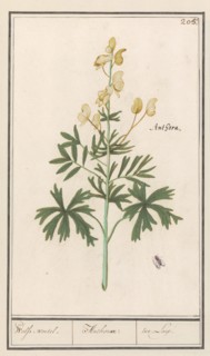 Yellow Aconite (Aconitum vulparia), 1596-1610. Creators: Anselmus de Boodt, Elias Verhulst.