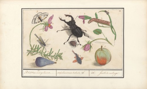 Natural History Ensemble (No. 13), 1596-1610. Creators: Elias Verhulst, Anselmus de Boodt.