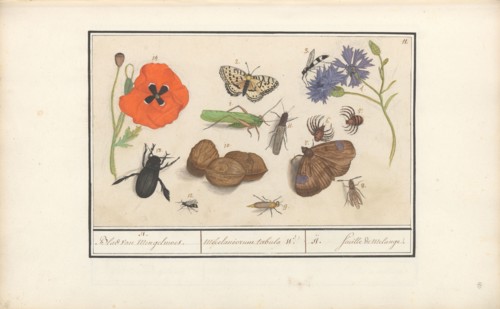 Natural History Ensemble (No. 11), 1596-1610. Creators: Elias Verhulst, Anselmus de Boodt.