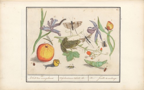 Natural History Ensemble (No. 12), 1596-1610. Creators: Elias Verhulst, Anselmus de Boodt.