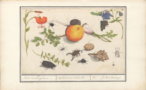 Natural History Ensemble (No. 16), 1596-1610. Creators: Elias Verhulst, Anselmus de Boodt.