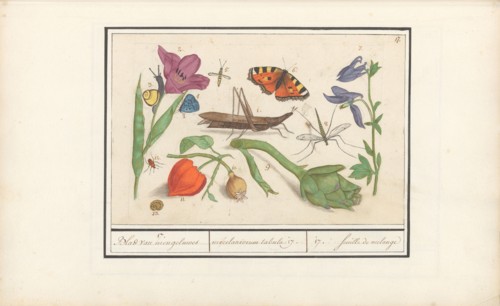 Natural History Ensemble (No. 17), 1596-1610. Creators: Elias Verhulst, Anselmus de Boodt.