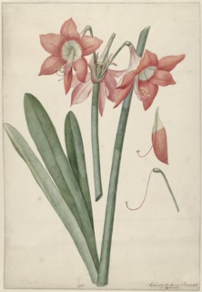 Amaryllis Haworthia Margaritiferas, 1737. Creator: Vincent Laurentsz. van der Vinne II.