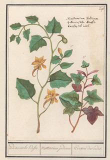 Nasturtium (Tropaeolum majus), 1596-1610. Creators: Anselmus de Boodt, Elias Verhulst.