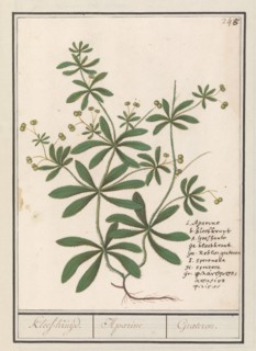 Cleavers (Galium aparine), 1596-1610. Creators: Anselmus de Boodt, Elias Verhulst.