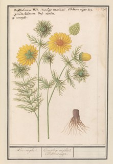 Spring Adonis (Adonis vernalis), 1596-1610. Creators: Anselmus de Boodt, Elias Verhulst.