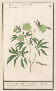 Hellebore (Helleborus), 1596-1610. Creators: Anselmus de Boodt, Elias Verhulst.
