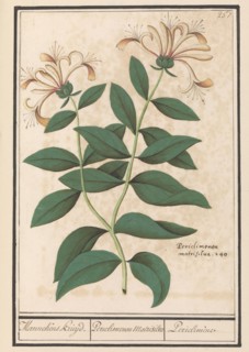 Garden or common honeysuckle (Lonicera caprifolium), 1596-1610. Creators: Anselmus de Boodt, Elias Verhulst.