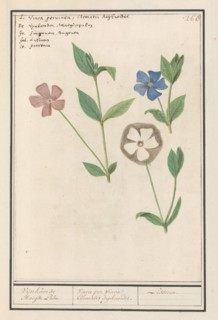 Periwinkle (Vinca), 1596-1610. Creators: Anselmus de Boodt, Elias Verhulst.