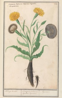 Lesser salsify (Scorzonera humilis), 1596-1610. Creators: Anselmus de Boodt, Elias Verhulst.