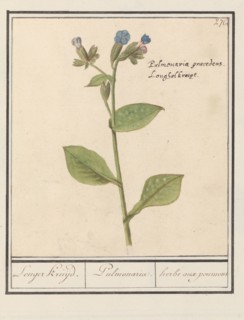 Spotted Lungwort (Pulmonaria officinalis), 1596-1610. Creators: Anselmus de Boodt, Elias Verhulst.