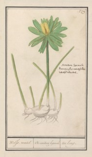 Winter aconite (Eranthis hyemalis), 1596-1610. Creators: Anselmus de Boodt, Elias Verhulst.