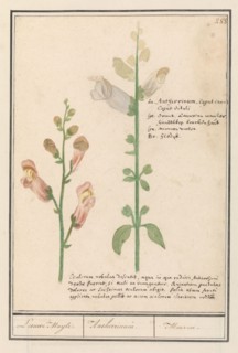 Snapdragon (Antirrhinum), 1596-1610. Creators: Anselmus de Boodt, Elias Verhulst.