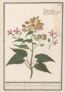 Honesty (Lunaria Annua), 1596-1610. Creators: Anselmus de Boodt, Elias Verhulst.