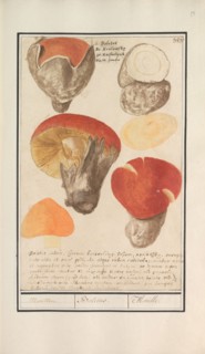 Boletes (Boletales), 1596-1610. Creators: Anselmus de Boodt, Elias Verhulst.