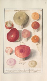 Boletes (Boletales), 1596-1610. Creators: Anselmus de Boodt, Elias Verhulst.