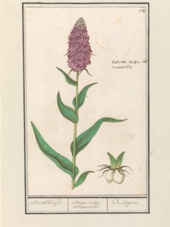 Marsh orchid (Dactylorhiza majalis), 1596-1610. Creators: Anselmus de Boodt, Elias Verhulst.